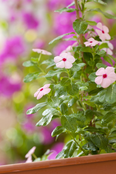 impatiens