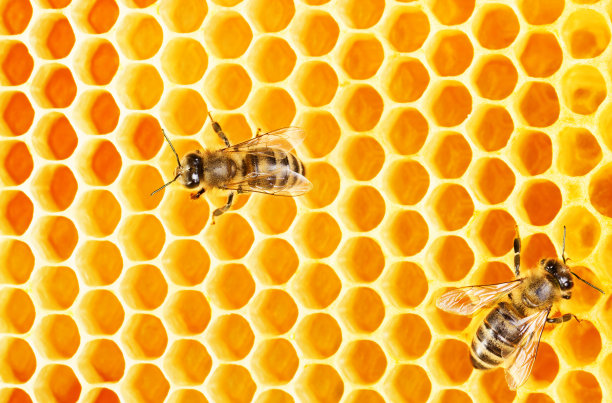honeycomb