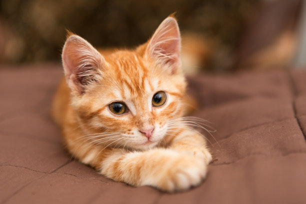 斑纹猫