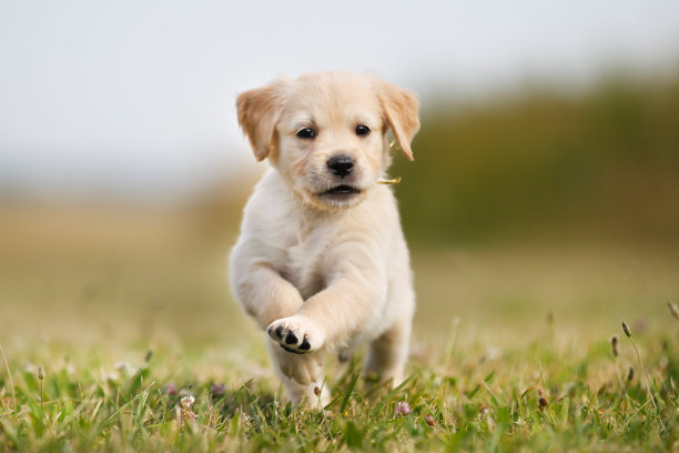 puppy