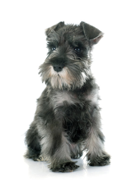 schnauzer