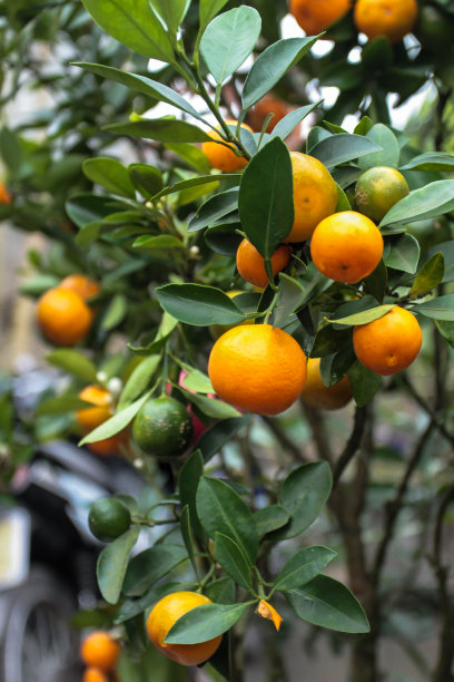 citrus