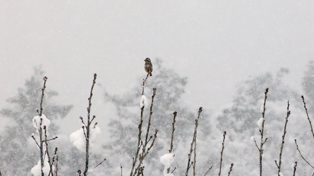 寒冷,冬天,雪