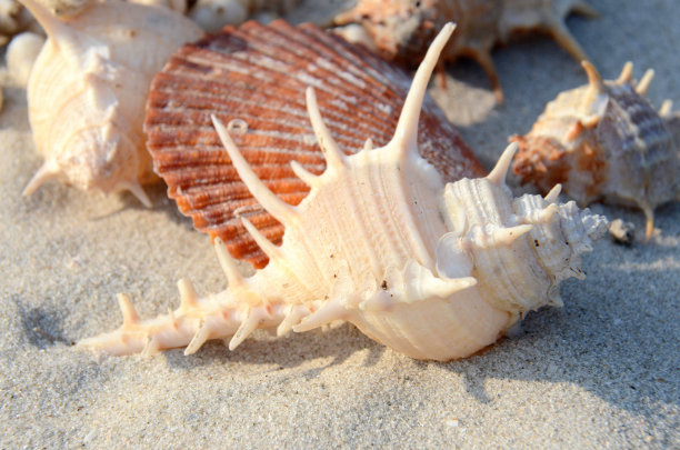 贝壳海螺装饰画素材