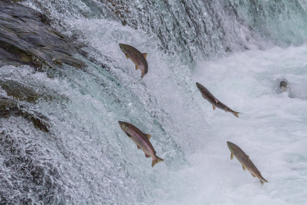 salmo