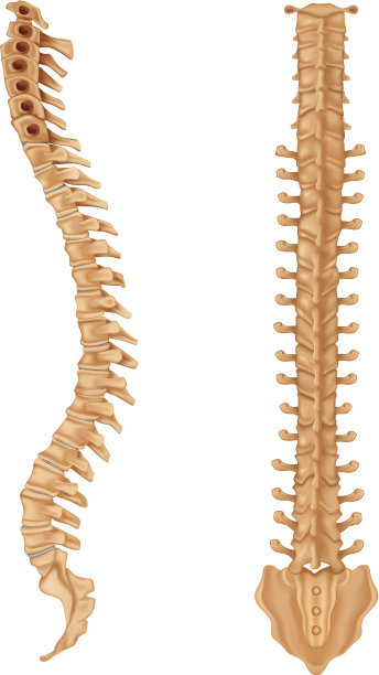 脊髓神经