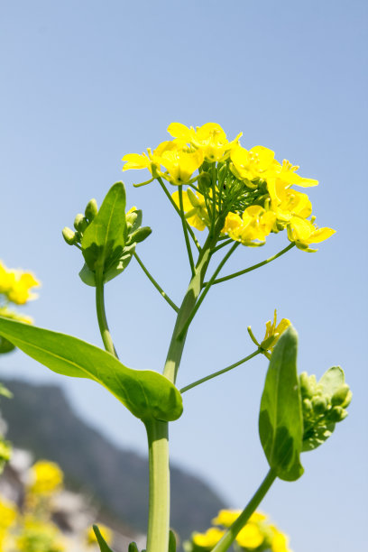 芥花,农作物,油菜花