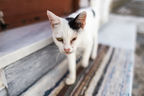 stray