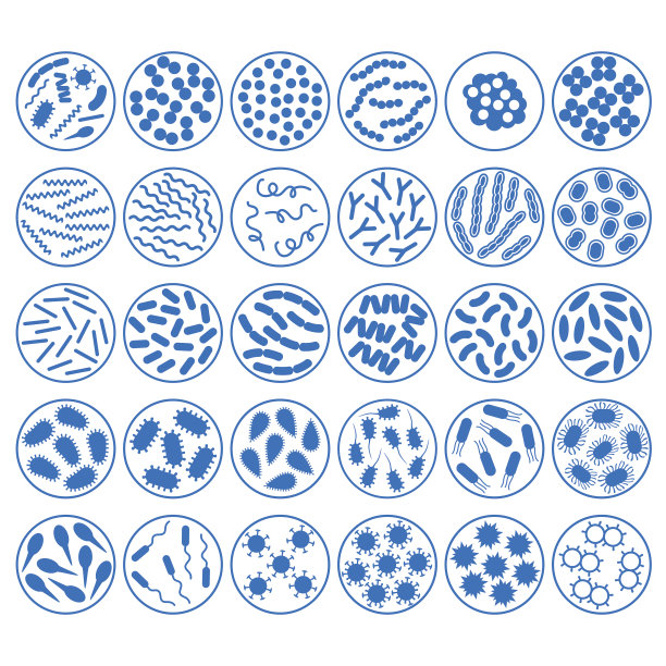 bacteria