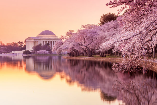 blossoms