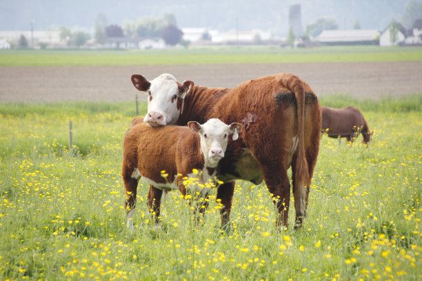 cow