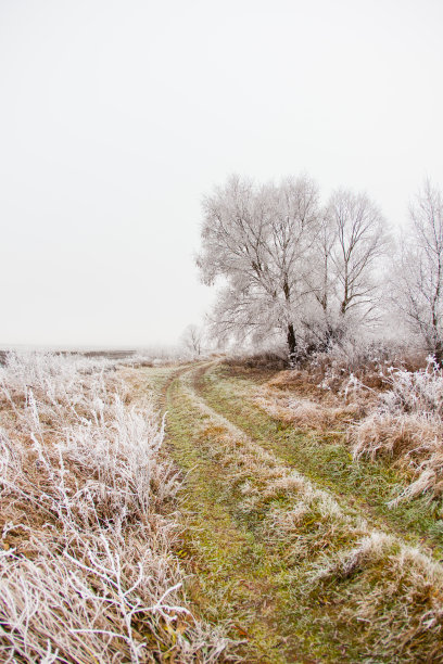 垂直画幅,柳树,雪