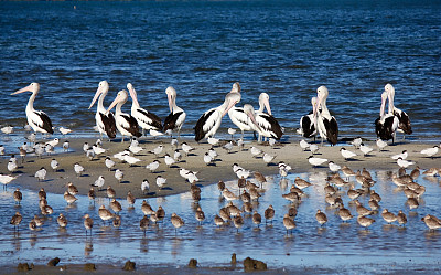 飞鸟蓝色大海壁纸