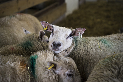 稀缺,英国健壮绵羊,羊皮