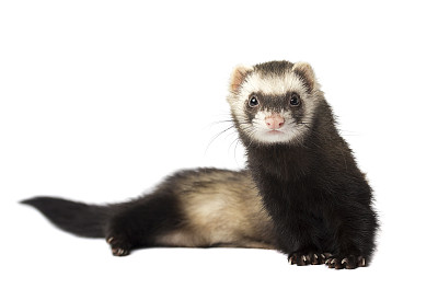 mustela