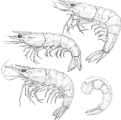shrimp