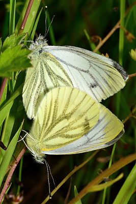 pieris