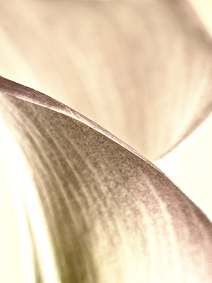 araceae