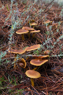 cortinarius