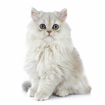 波斯猫