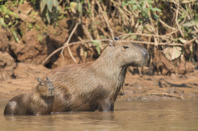 capybara