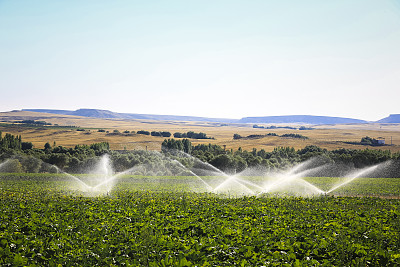 irrigation