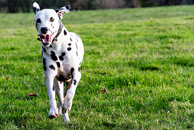dalmatian
