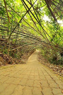 竹林过道