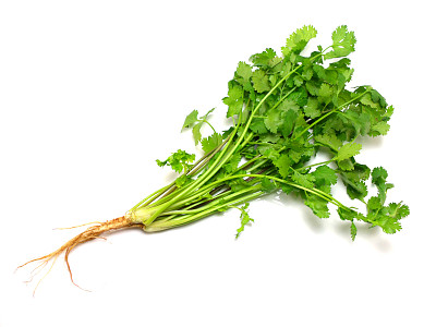 cilantro