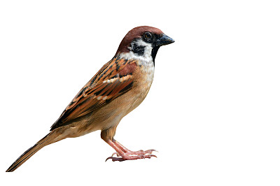 sparrow