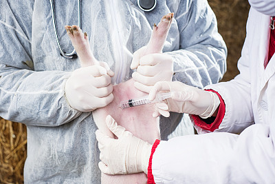 pig