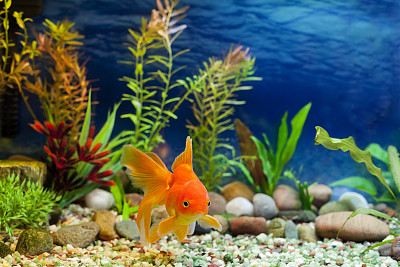 aquarium