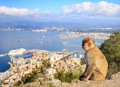 地中海猕猴