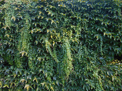 爬山虎绿植墙