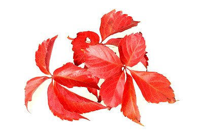 叶子纹理红色枝叶