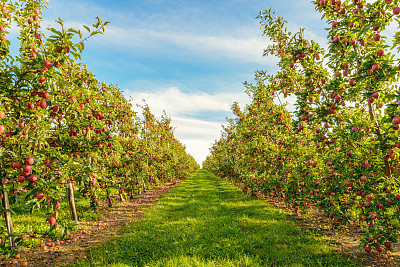 orchard