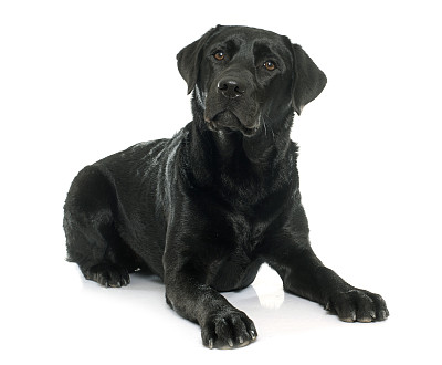 labrador