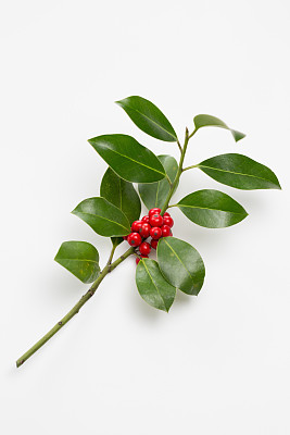 holly