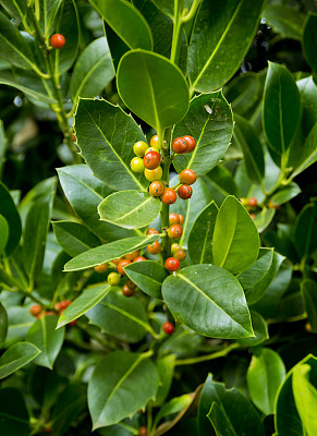 holly