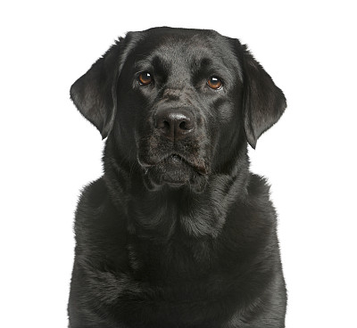 labrador
