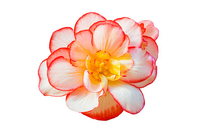 begonia