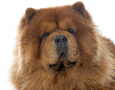 chow