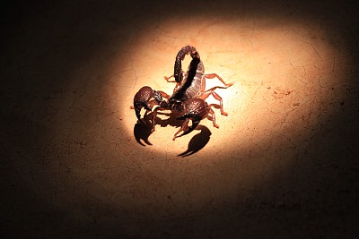 scorpio