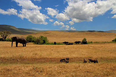 ngorongoro
