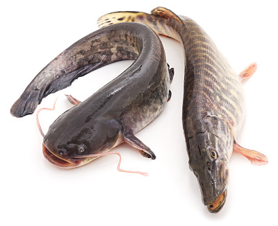 catfish