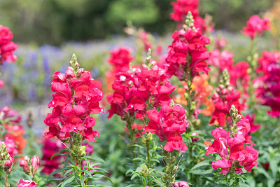 snapdragon
