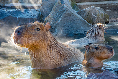 capybara