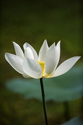 仅一朵花,花,自然