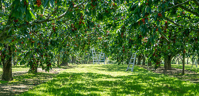 cherries