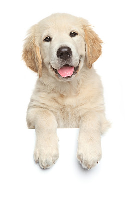 labrador